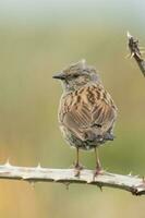 dunnock haag mus foto