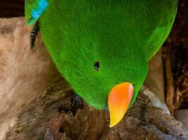 eclectus papegaai in Australië foto