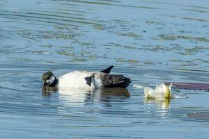 groen pygmee gans foto