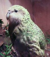 kakapo bedreigd nacht papegaai van nieuw Zeeland foto