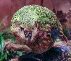 kakapo bedreigd nacht papegaai van nieuw Zeeland foto