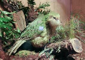 kakapo bedreigd nacht papegaai van nieuw Zeeland foto