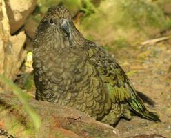 kea alpine papegaai van nieuw Zeeland foto