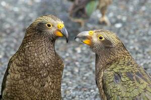 kea alpine papegaai van nieuw Zeeland foto
