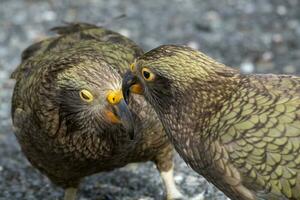 kea alpine papegaai van nieuw Zeeland foto