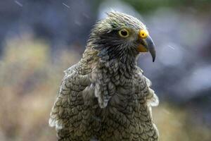 kea alpine papegaai van nieuw Zeeland foto