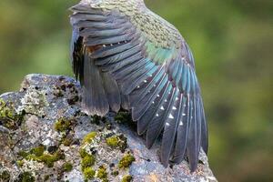 kea alpine papegaai van nieuw Zeeland foto