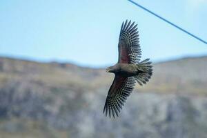 kea alpine papegaai van nieuw Zeeland foto