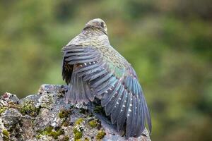 kea alpine papegaai van nieuw Zeeland foto