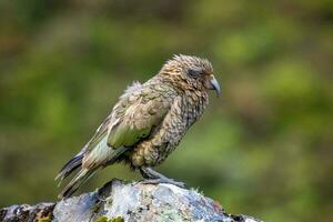 kea alpine papegaai van nieuw Zeeland foto