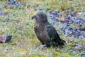 kea alpine papegaai van nieuw Zeeland foto