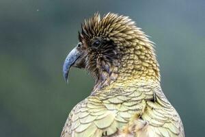 kea alpine papegaai van nieuw Zeeland foto