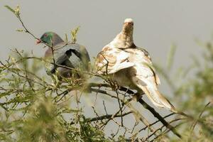 Kereru nieuw Zeeland hout duif foto