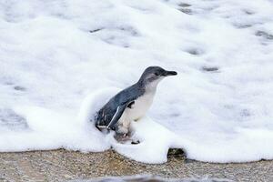 weinig blauw of fee pinguïn foto