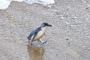 weinig blauw of fee pinguïn foto