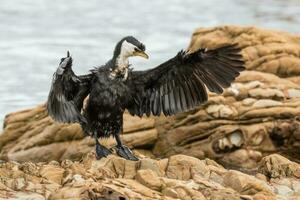 weinig shag in nieuw Zeeland foto