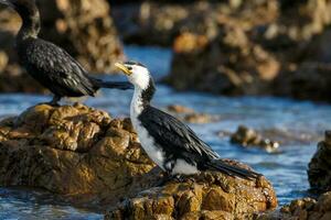 weinig shag in nieuw Zeeland foto