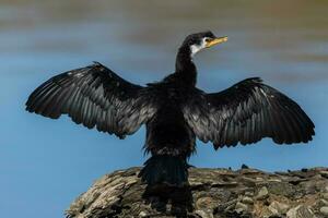 weinig shag in nieuw Zeeland foto