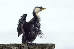 weinig shag in nieuw Zeeland foto