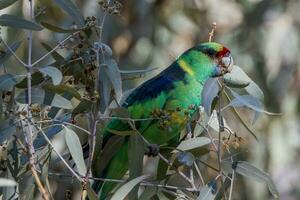 mallee ringneck papegaai foto