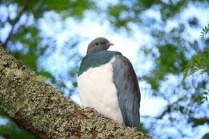 Kereru nieuw Zeeland duif foto