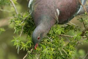 Kereru nieuw Zeeland duif foto