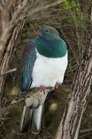 Kereru nieuw Zeeland duif foto