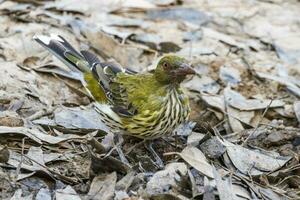 olijven gesteund wielewaal in Australië foto