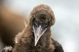 Otago shag in nieuw Zeeland foto