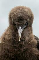 Otago shag in nieuw Zeeland foto