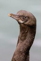 Otago shag in nieuw Zeeland foto