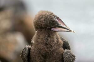 Otago shag in nieuw Zeeland foto