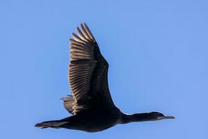 Otago shag in nieuw Zeeland foto