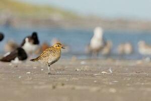 grote Oceaan gouden plevier foto