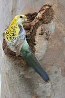 bleekhoofdig rosella in Australië foto