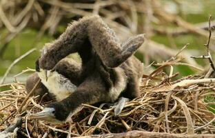 bont shag in nieuw Zeeland foto