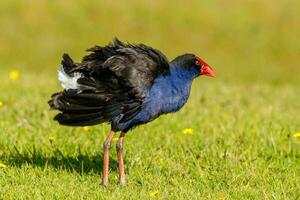 pukeko Purper swamphen foto