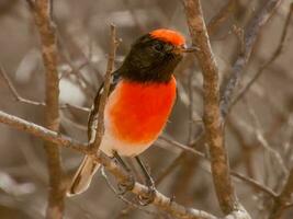 roodkapje Robin in Australië foto