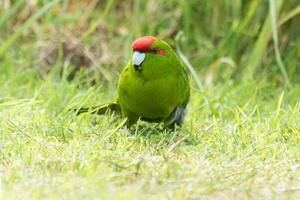 rood gekroond parkiet van nieuw Zeeland foto