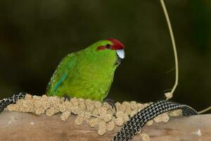 rood gekroond parkiet van nieuw Zeeland foto