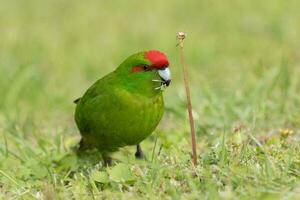 rood gekroond parkiet van nieuw Zeeland foto