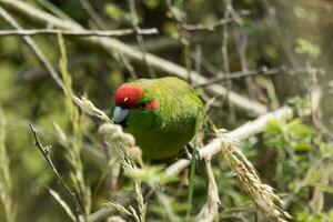 rood gekroond parkiet van nieuw Zeeland foto