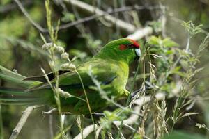 rood gekroond parkiet van nieuw Zeeland foto