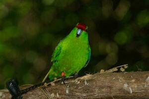 rood gekroond parkiet in nieuw Zeeland foto