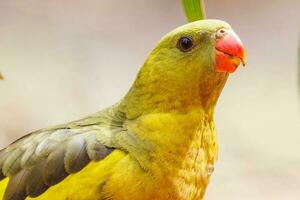 regentes papegaai in Australië foto