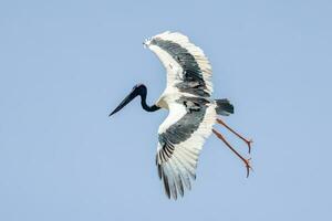 jabiru zwarthals ooievaar foto