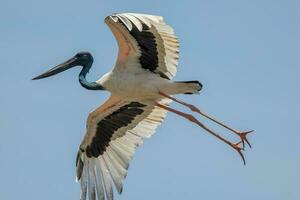 jabiru zwarthals ooievaar foto