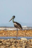 jabiru zwarthals ooievaar foto