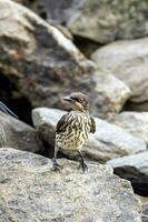 metalen spreeuw in Australië foto