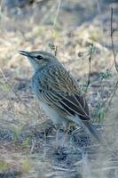 rufous zangleeuwerik in Australië foto